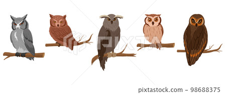 Cartoon owls sitting on branches. Wildlife birds species, feathered animals, wise forest owls flat vector illustration on white background 98688375