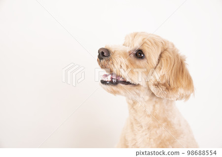 white back and smiling maltipoo 98688554