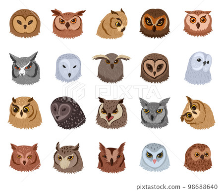 Cartoon owl faces. Wild forest birds heads, adorable feathered owls avatars flat vector illustration collection. Owls avatars set 98688640