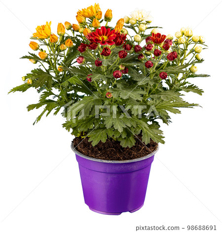 Beautiful three colored chrysanthemum flowers Beautiful three colored chrysanthemum flowers 98688691