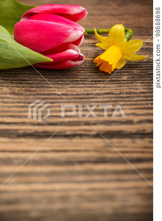 Tulip and daffodil 98688698