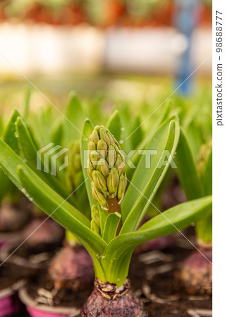 Hyacinth close to blooming Hyacinth close to blooming 98688777