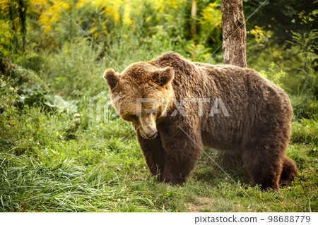 Wild Big Brown bear 98688779
