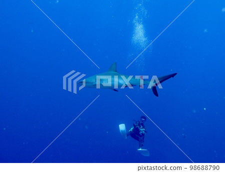 Sharks and humans 98688790