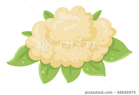 Cartoon white cauliflower. Fresh organic cabbage, farm garden vegetable for healthy food flat vector illustration on white background Cartoon white cauliflower. Fresh organic cabbage, farm garden vegetable for healthy food flat vector illustration on white background 98688974