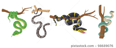 Cartoon tree snakes. Tropical wildlife reptiles, exotic poisoned serpents, python and anaconda flat vector illustration set on white background 98689076