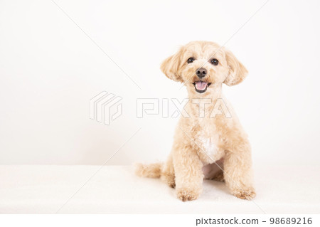 白色的背部和微笑的 maltipoo 白色的背部和微笑的 maltipoo 98689216