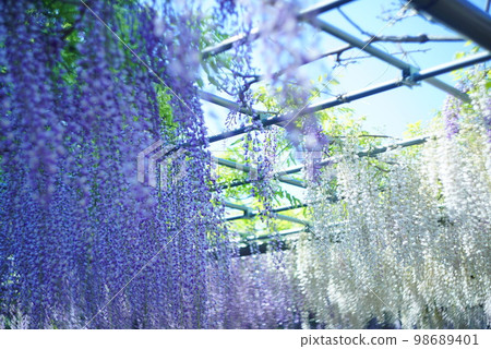 Tennogawa Park Fujidana 98689401