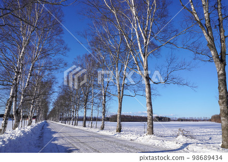 Tokachi Ranch, white birch trees (around the end of January 2023) 98689434