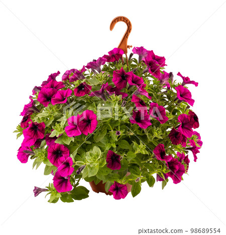 Calibrachoa or bell flower 98689554