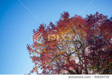 Maple Leaf tree with natural red leaves and a bright blue sky Maple Leaf tree with natural red leaves and a bright blue sky 98689709