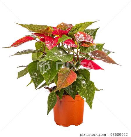 Christmas red poinsettia flower Christmas red poinsettia flower 98689922