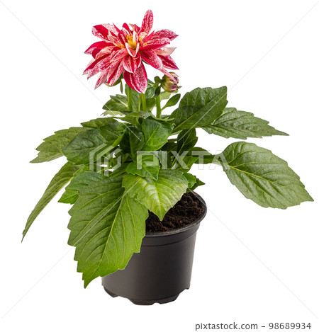 Bicolor white red dahlia i 98689934