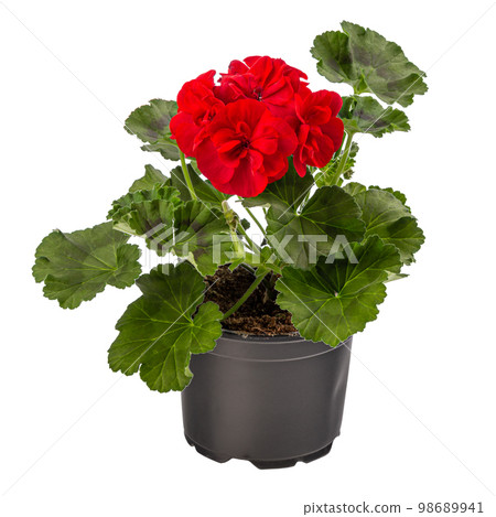 Geranium or pelargonium flowers 98689941