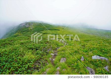 升官別山山頂附近的石鬆地帶 升官別山山頂附近的石鬆地帶 98690185