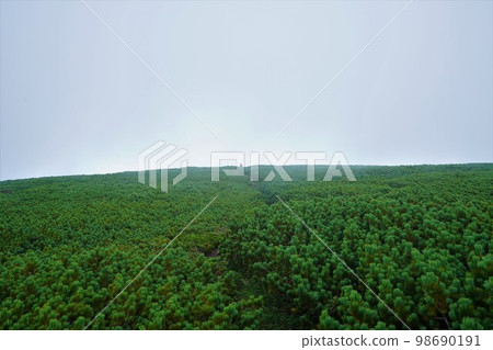 Stone pine zone near the summit of Mt. Shokanbetsu Stone pine zone near the summit of Mt. Shokanbetsu 98690191