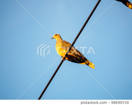 Turtle dove dyed in the setting sun 98690530