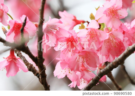 櫻花盛開 98690580