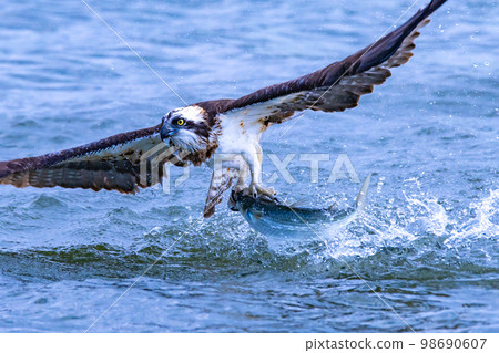 An osprey, a bird of prey that flies around rivers and preys on fish. An osprey, a bird of prey that flies around rivers and preys on fish. 98690607