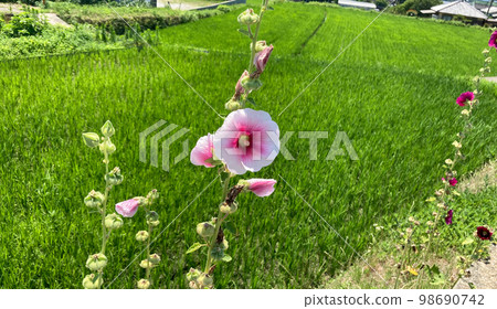 A single flower in the rice field 98690742
