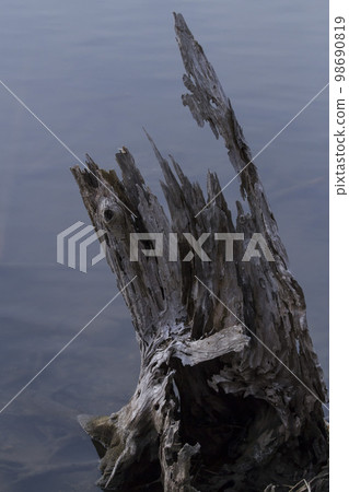 池塘邊的爛樹 98690819