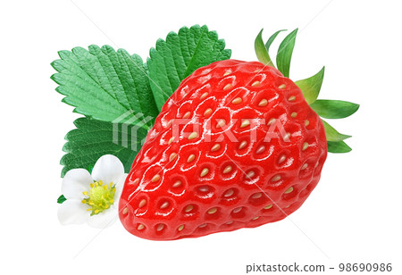 Strawberry strawberry illustration real set 98690986