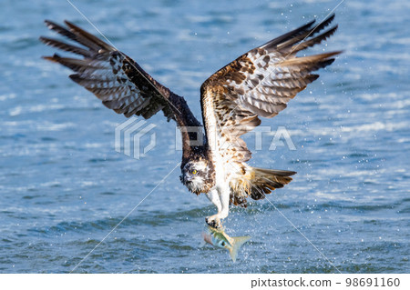 魚鷹，一種在河流周圍飛行並捕食魚類的猛禽。 98691160