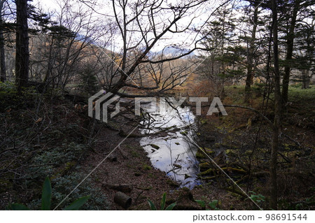 Oku-Nikko Senjogahara Heading from Yutaki to Akanuma via the nature research road, near Senmon Pond, October 31, 2022 98691544