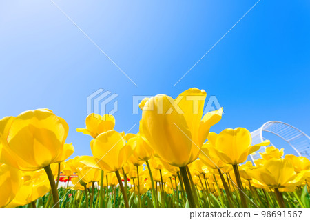 [大阪府] 4月：清新的春天，晴朗的藍天，鬱金香盛開的綠色博物館收穫山 98691567