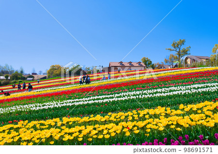 [大阪府] 4月：清新的春天，晴朗的藍天，鬱金香盛開的綠色博物館收穫山 98691571