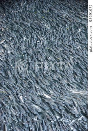 一大群鯔魚的形象 98691672