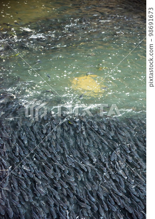 一大群鯔魚的形象 98691673