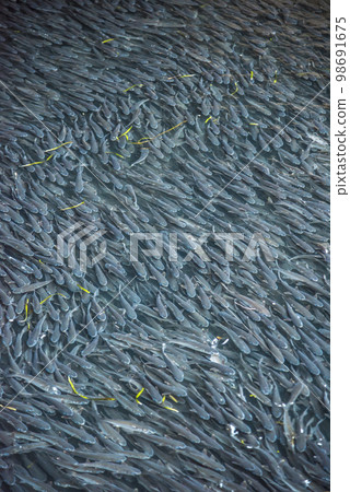 一大群鯔魚的形象 一大群鯔魚的形象 98691675