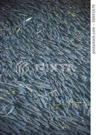 一大群鯔魚的形象 98691676