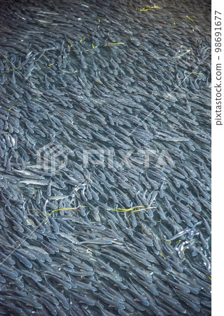 一大群鯔魚的形象 一大群鯔魚的形象 98691677