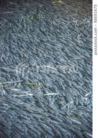 一大群鯔魚的形象 一大群鯔魚的形象 98691678