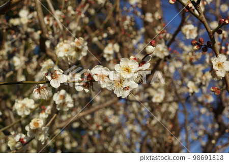 Plum Plum 98691818
