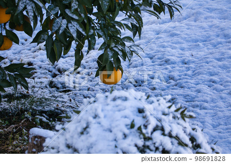 生長在多雪的樹枝上的大橘子 生長在多雪的樹枝上的大橘子 98691828