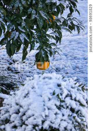 生長在多雪的樹枝上的大橘子 生長在多雪的樹枝上的大橘子 98691829