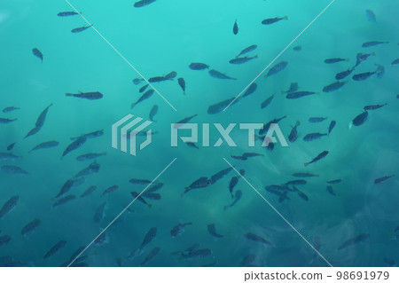 Large flock of pufferfish Large flock of pufferfish 98691979