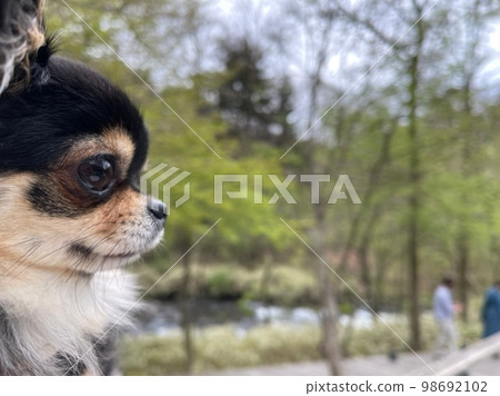 nature and chihuahua 98692102