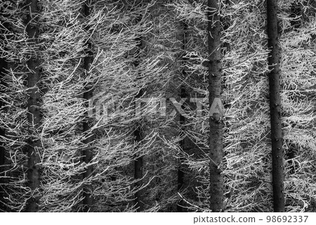 Spruce trees in winter Spruce trees in winter 98692337