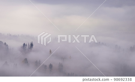 Trees in a foggy autumn landscape Trees in a foggy autumn landscape 98692338