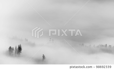 Trees in a foggy autumn landscape Trees in a foggy autumn landscape 98692339