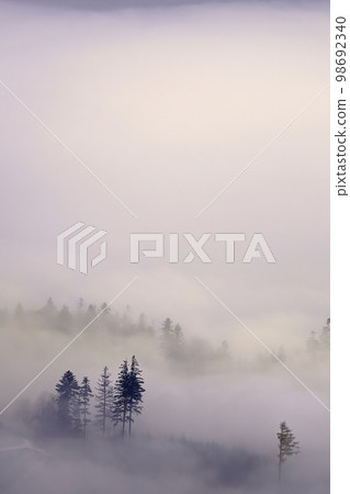 Trees in a foggy autumn landscape 98692340