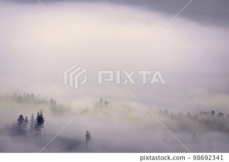 Trees in a foggy autumn landscape Trees in a foggy autumn landscape 98692341