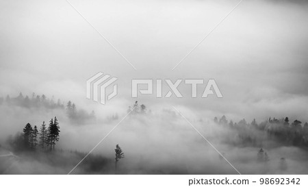 Trees in a foggy autumn landscape 98692342