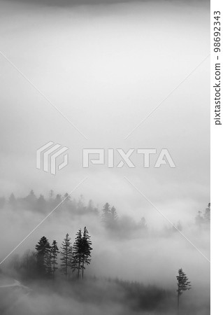 Trees in a foggy autumn landscape 98692343