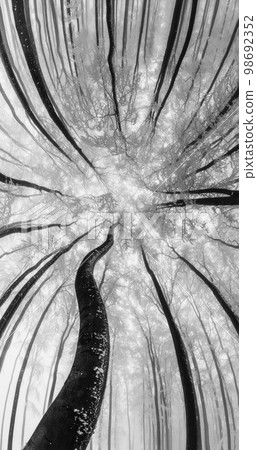 Winter tree crown Winter tree crown 98692352