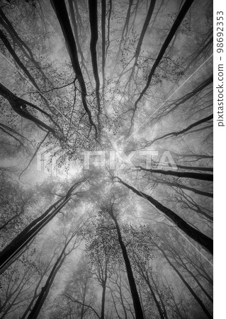 Winter tree crown 98692353